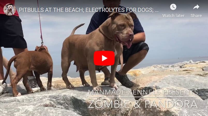 pitbull puppies for sale worlds best