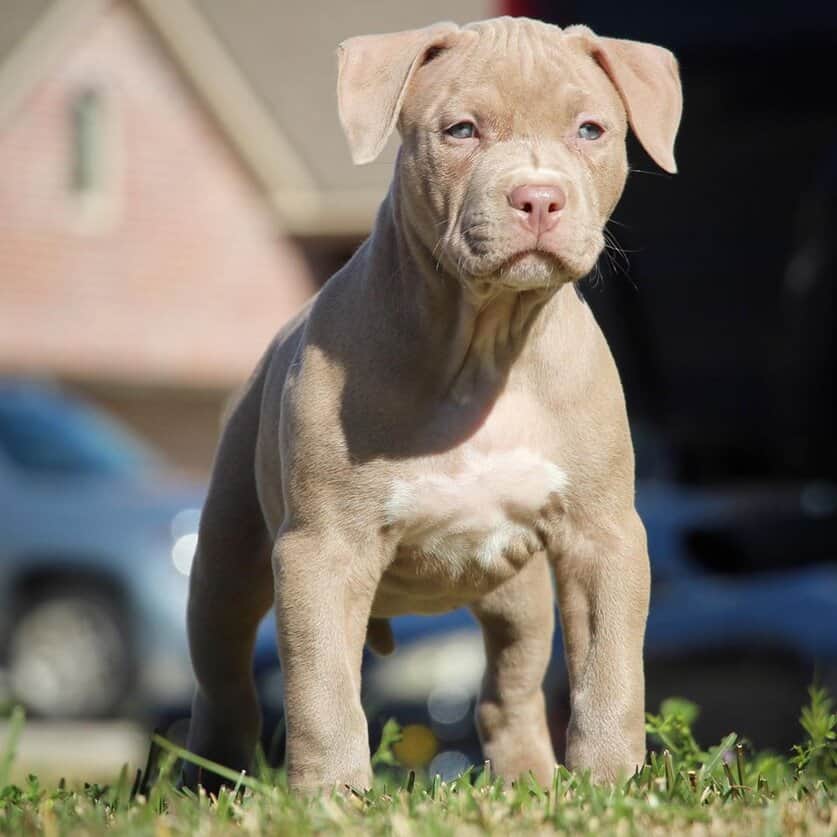 dog dynasty hulk puppies for sale