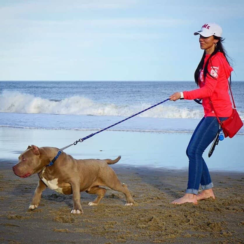 manmade kennels xl pit bulls