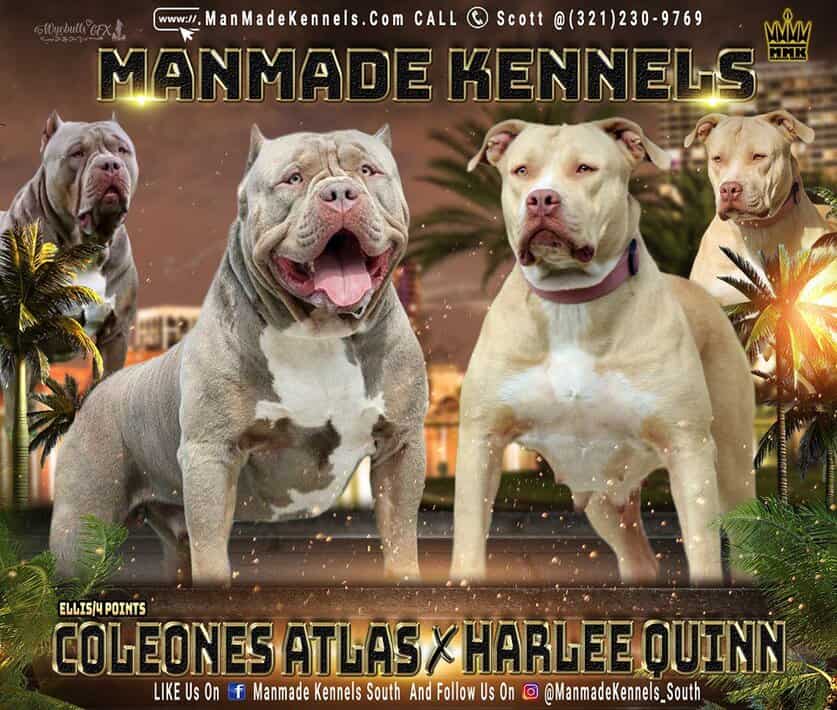 Xl Pitbull Puppies For Sale Pit Bull Puppies Available Now
