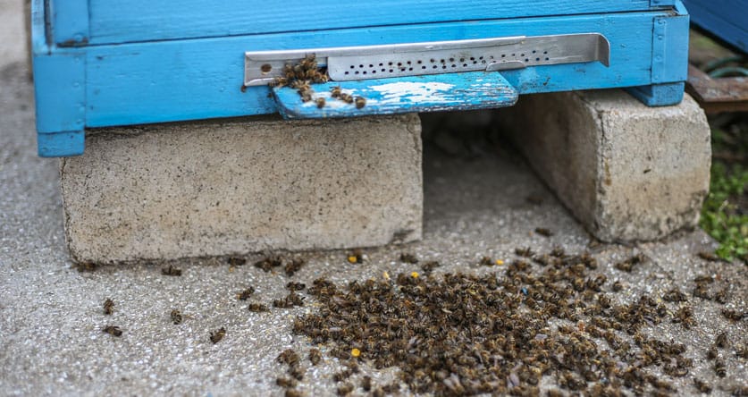 dead bees outside the hive