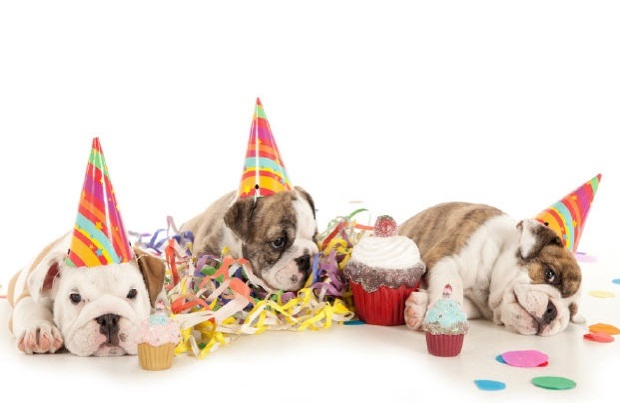 Sweet Cute Pets Birthday Quotes Wishes Sayings Here are 18 birthday dog memes for man's (and woman's) best friend. sweet cute pets birthday quotes