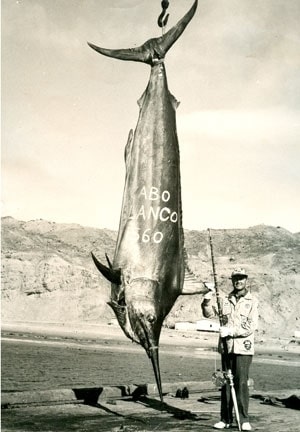 Largest Marlin Ever Caught