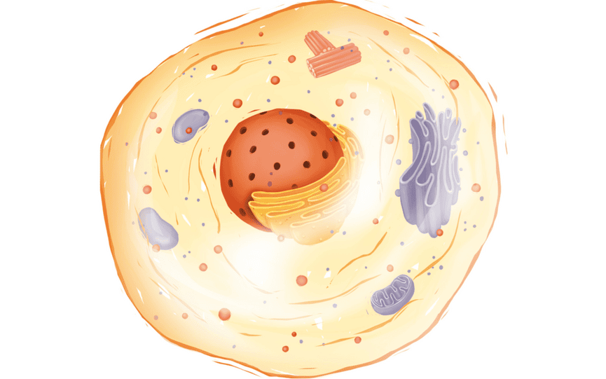 Mitochondrien Die Kraftwerke Unseres Korpers Hannah Willemsen