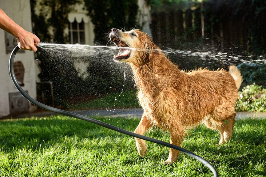 Can Dogs Drink Water From The Hose