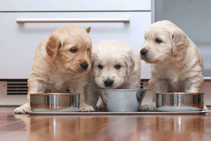 Labrador Food Information Diet And Schedule