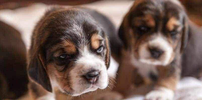 how much should a 8 weeks old beagle eat