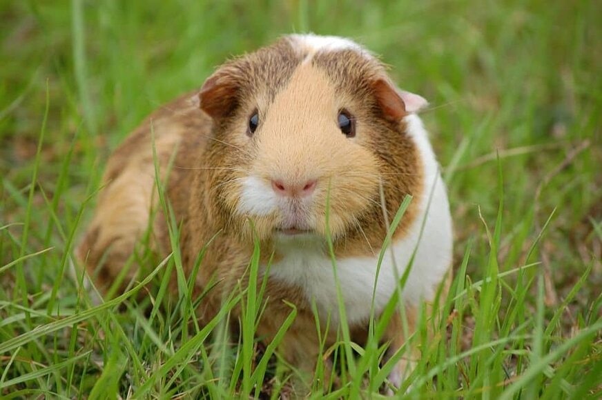 Das Meerschweinchen Und Der Mensch Tierisch Verliebt De
