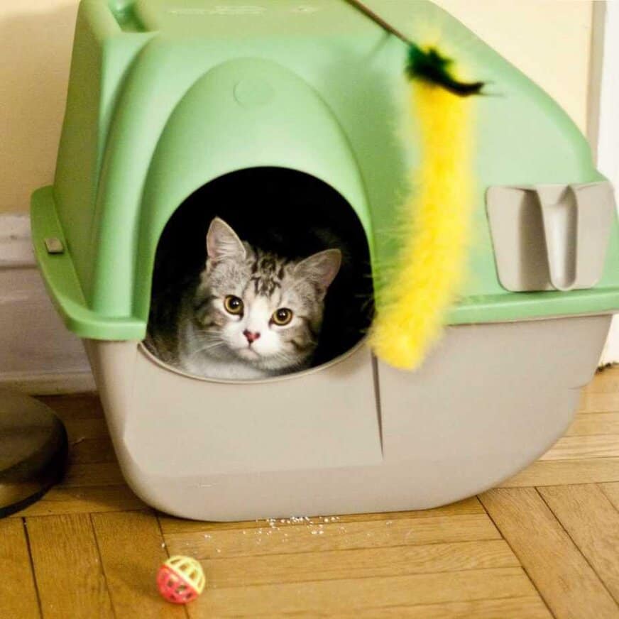 how often should you change your cat litter