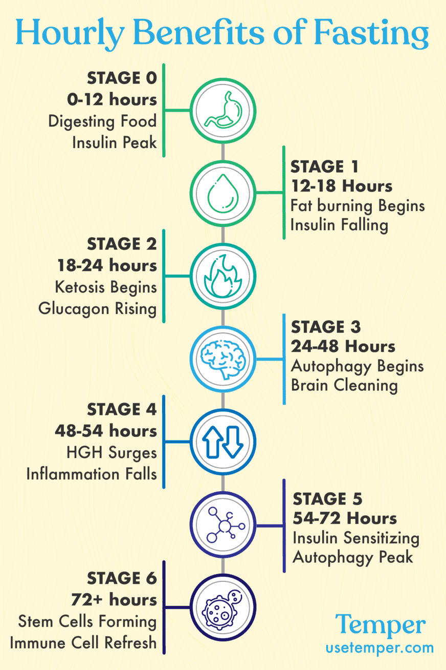 Metabolic Step-By-Step: Stages Of Fasting In The First 72Hrs - Temper