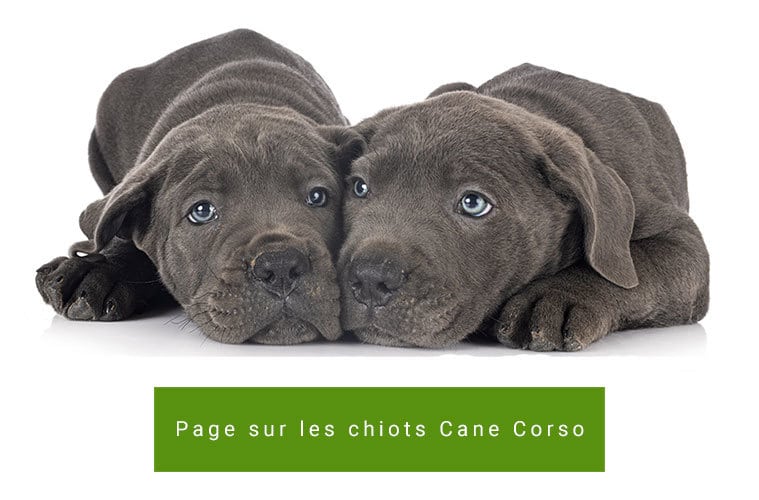 Cane Corso Tous Les Secrets Sur L Education Alimentation Caractere