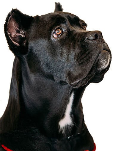 Cane Corso Tous Les Secrets Sur L Education Alimentation Caractere
