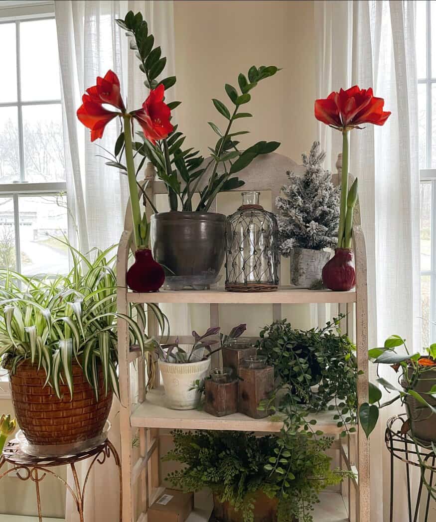 Amaryllis Blooms