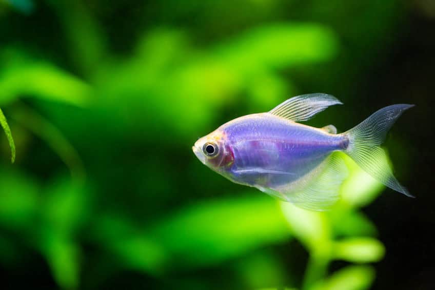 Glofish Guide What Are Glofish Which Tank Is Best