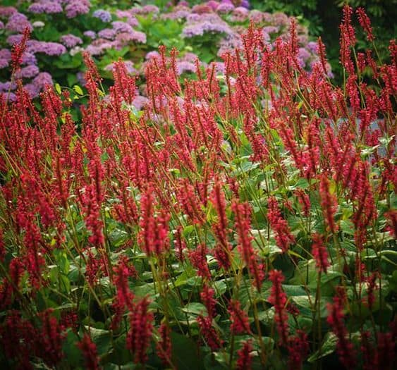 Top 5 Langbloeiende Vaste Planten - Beplantingsbureau.nl 2026
