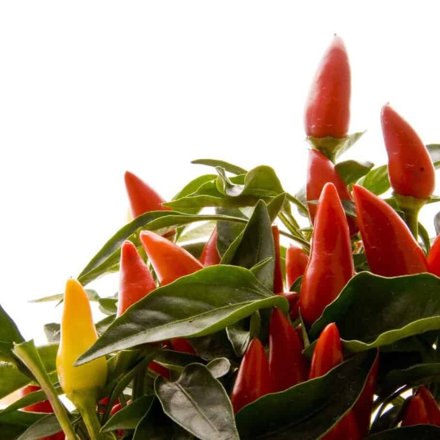 Hydroponic Gardening 5 Resources That Will Help You Grow Without