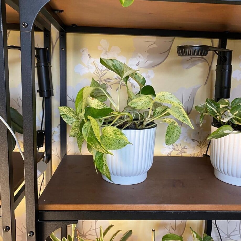 Best Self-Watering Planters: I Tested 8 So You Don't Have To (2026) -  Planet Houseplant