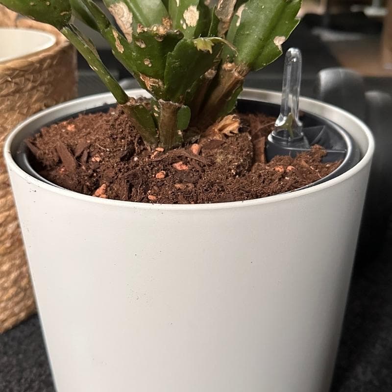 Best Self-Watering Planters: I Tested 8 So You Don't Have To (2026) -  Planet Houseplant