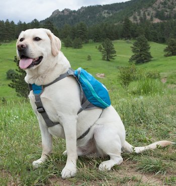 small dog saddle bags