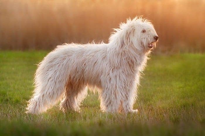 HOT Haired Dog Big Fluffy White Dogs Breed Big Fluffy Dogs