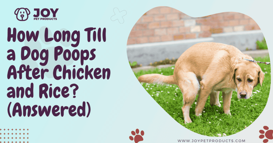Green Dog Poop After Chicken And Rice – OONZ
