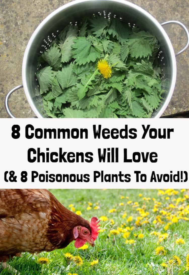 8 Common Weeds Your Chickens Will Love 8 Poisonous Plants To Avoid