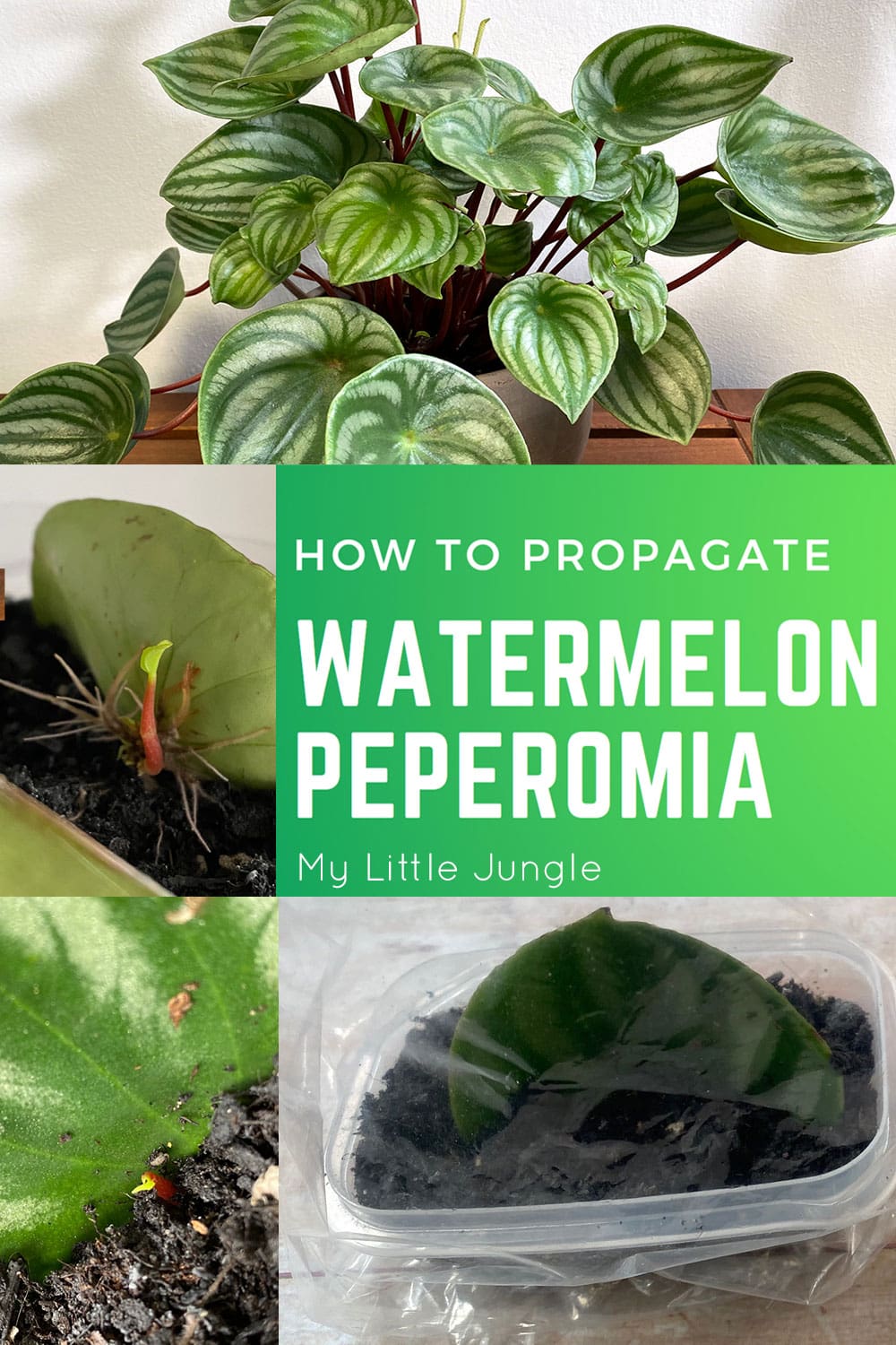 How To Propagate Watermelon Peperomia My Little Jungle