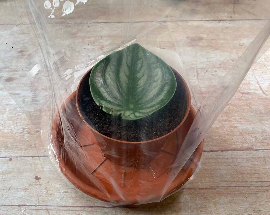How To Propagate Watermelon Peperomia My Little Jungle