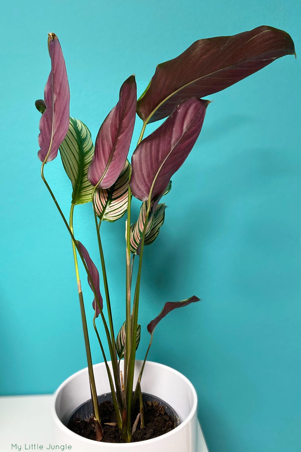 Calathea White Star Care Goeppertia Majestica My Little Jungle