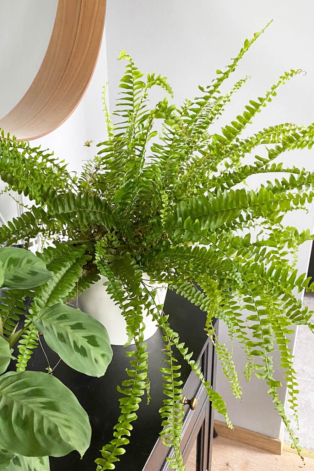 Boston Fern Care Guide Nephrolepis Exaltata Bostoniensis My Little Jungle