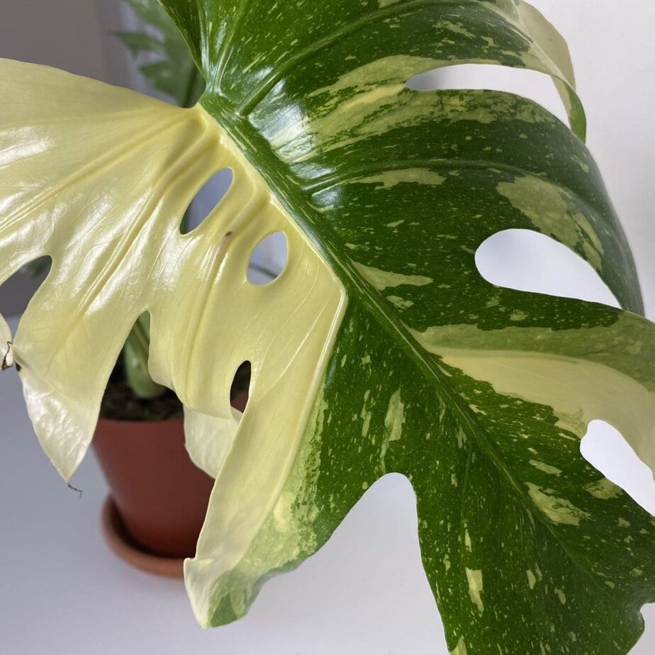 How to Make Thai Constellation Grow Faster - Planet Houseplant
