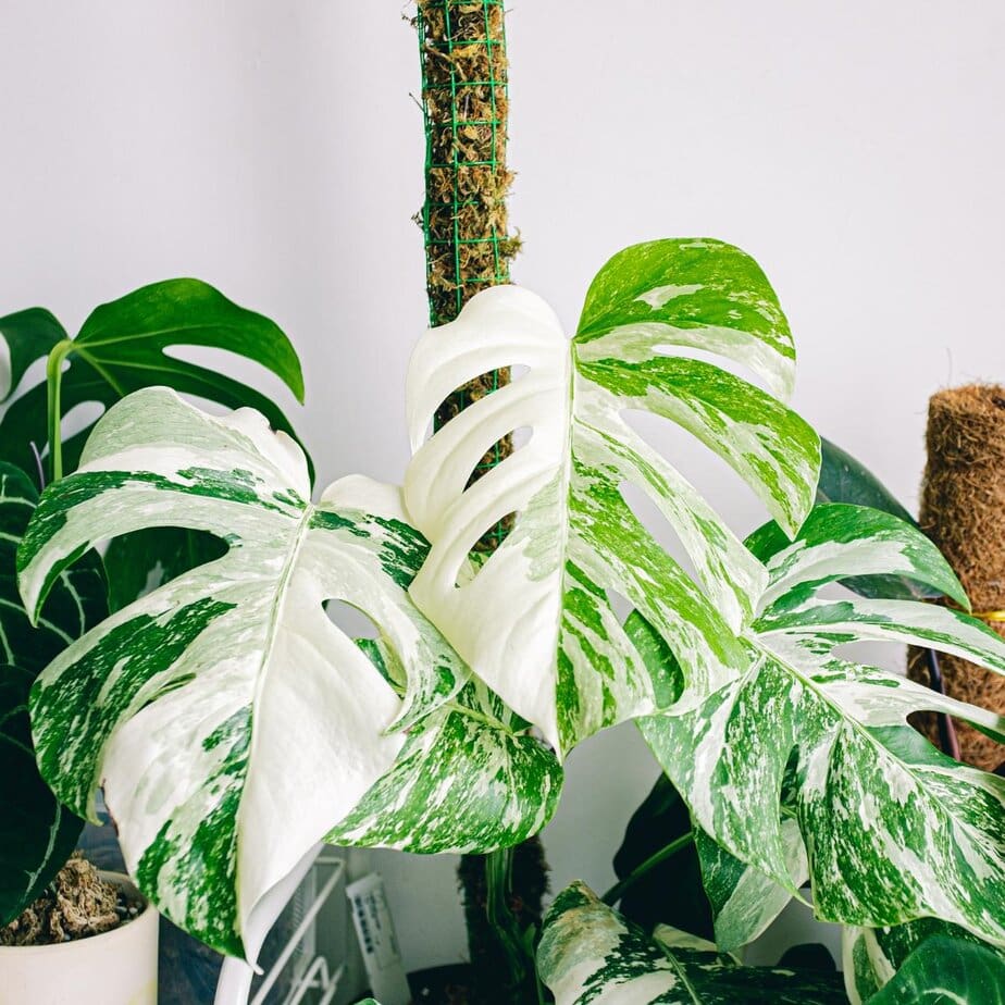 Planet Houseplant's Guide to Monstera Deliciosa Cultivars - Planet  Houseplant