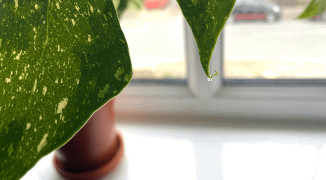 Why is my Monstera weeping? (It's probably fine  here's what it means) -  Planet Houseplant