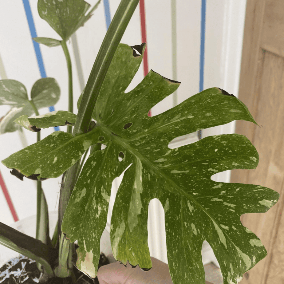 Stop being scared to cut your Monstera. Here's when pruning actually helps  - Planet Houseplant