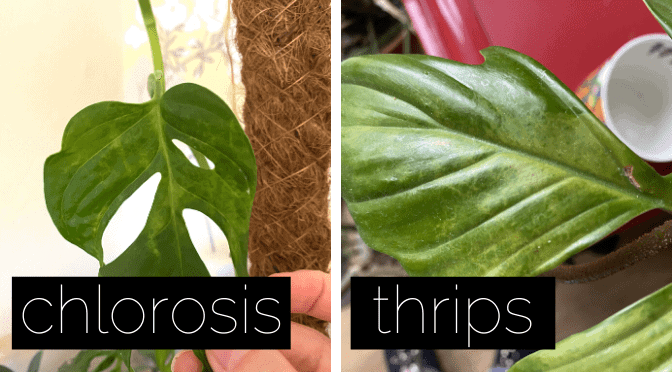 This Is Why Your Monstera Deliciosa Has Light Green Leaves - Planet  Houseplant