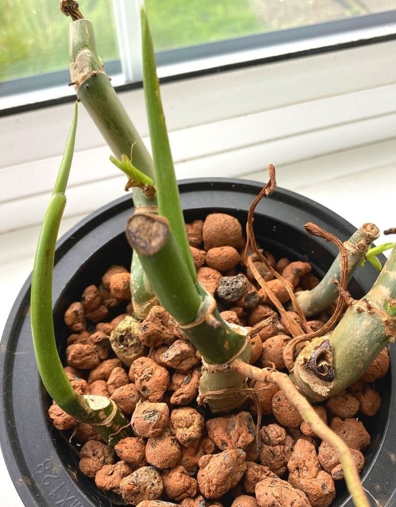 LECA Is Better Than Soil - But There Are Pros And Cons - Planet Houseplant