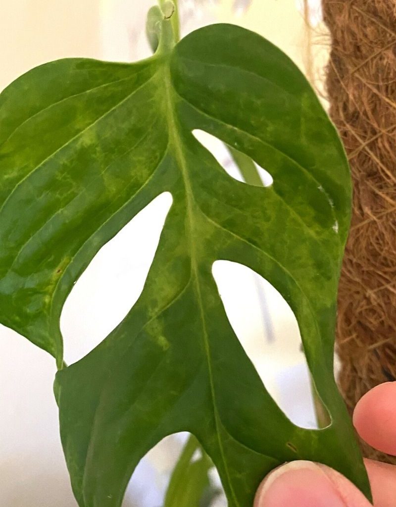 tissue culture monstera Monstera Thai Constellation Variegated Hardened Tissue Culture Plant i –  vridhigarden main image 1