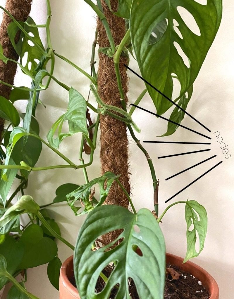 philodendron martianum Philodendron Martianum | Philodendron Pacova | Philodendron Fatboy