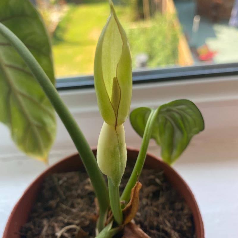 How to Care For Alocasia - Planet Houseplant
