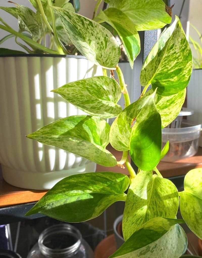 How to Take Care of Pothos/Epipremnum Aureum - Planet Houseplant