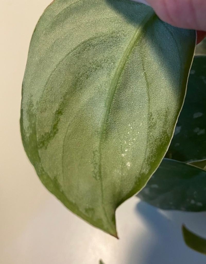 monstera plural Monstera sp. - Unidentified Species