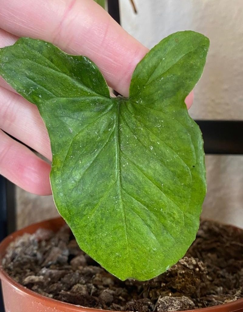 How to Get Rid Of Water Marks On Plant Leaves - Planet Houseplant