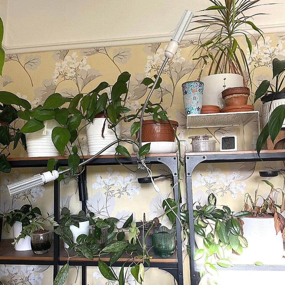 Cheap Amazon Houseplant Grow Light Review - Planet Houseplant
