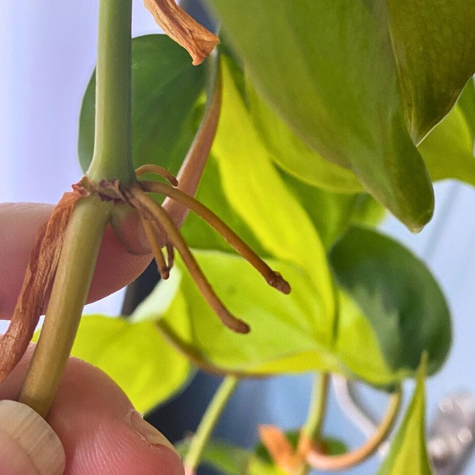 What to Do With Philodendron Aerial Roots - Planet Houseplant