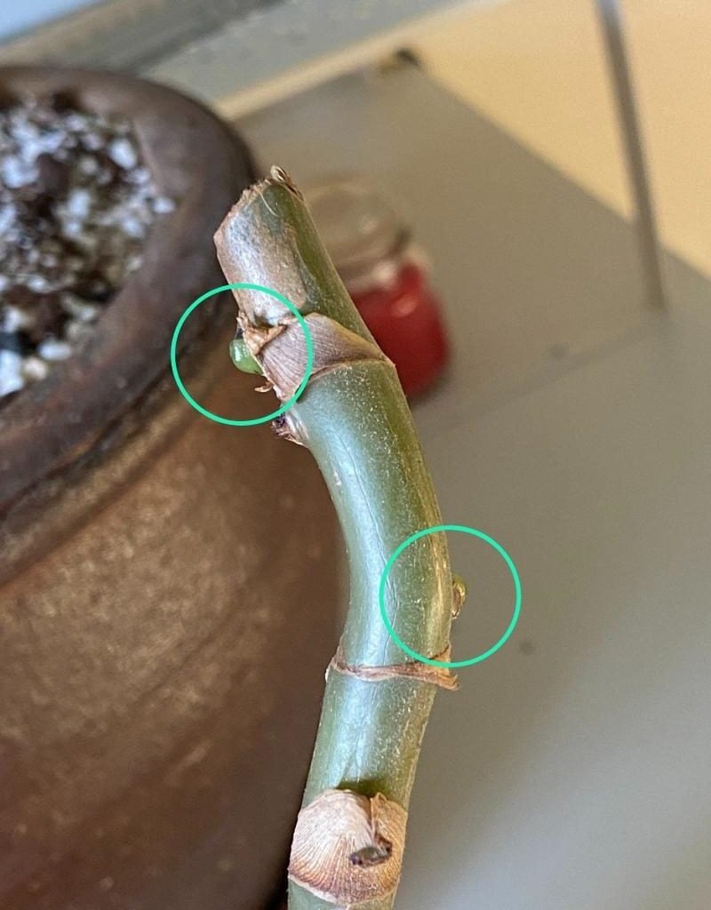 The Planet Houseplant Guide to Spent Nodes - Planet Houseplant
