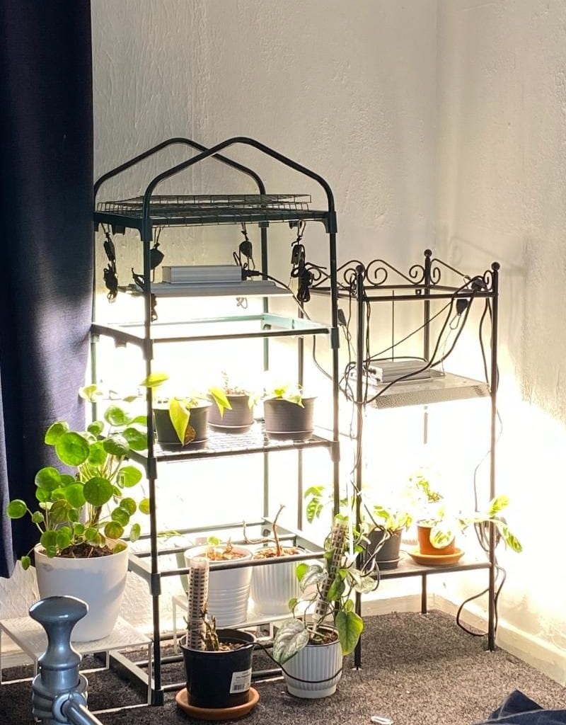 The best grow light for Monstera  and how to actually use it without  frying your plant - Planet Houseplant