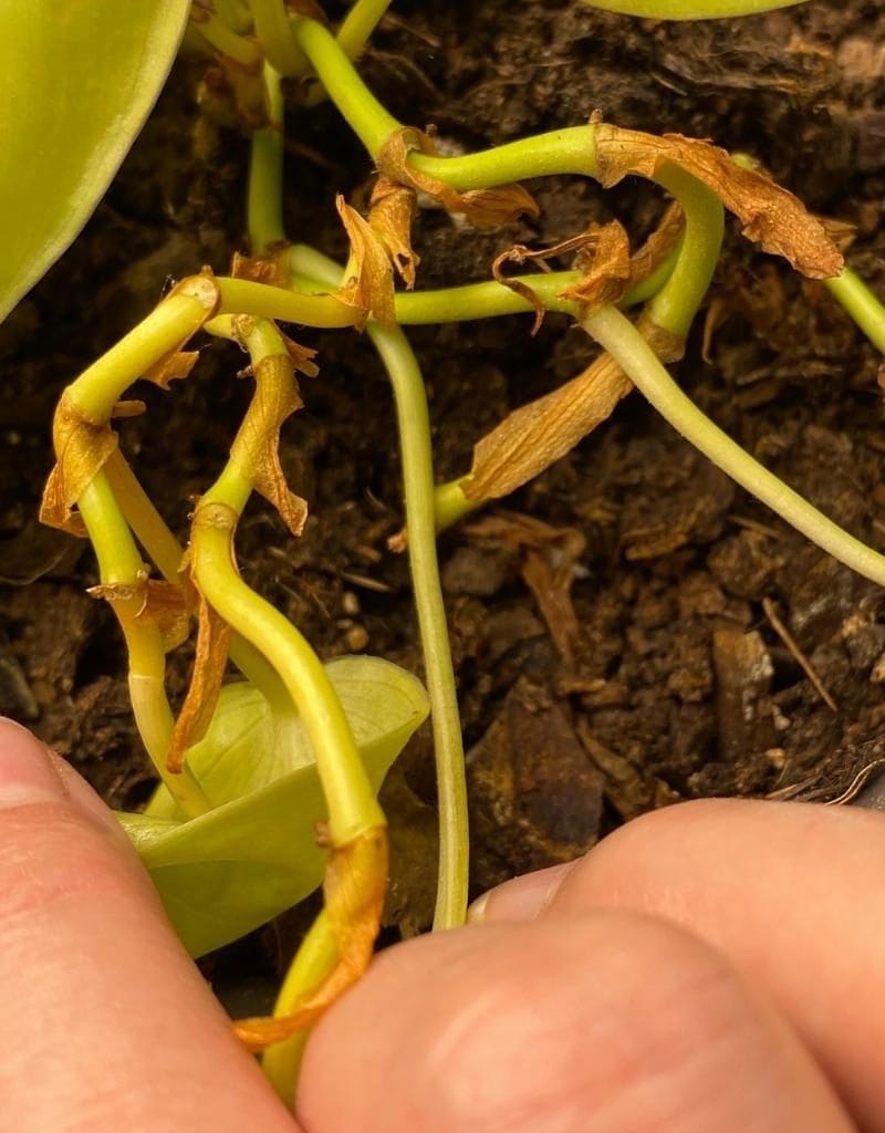 tillandsia ionantha air plants Tillandsia Air Plant Ionantha Guatemala | Tropical Plant | Bromeliad