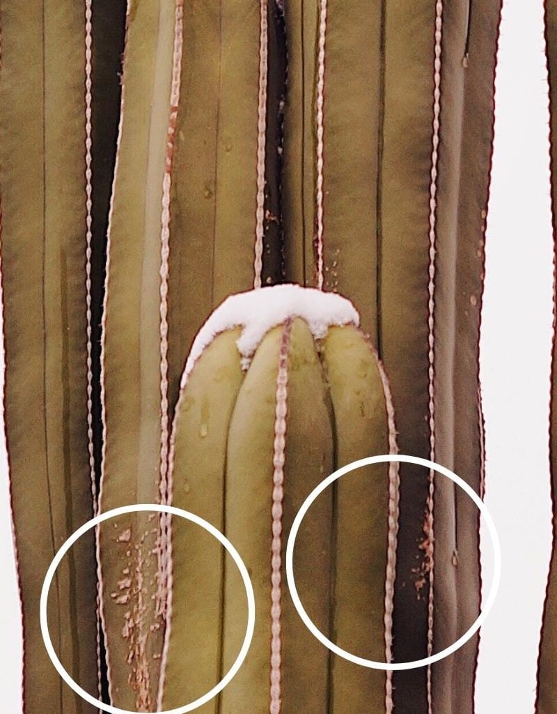 Corking: Here's Why Your Monstera Stem's Brown - Planet Houseplant