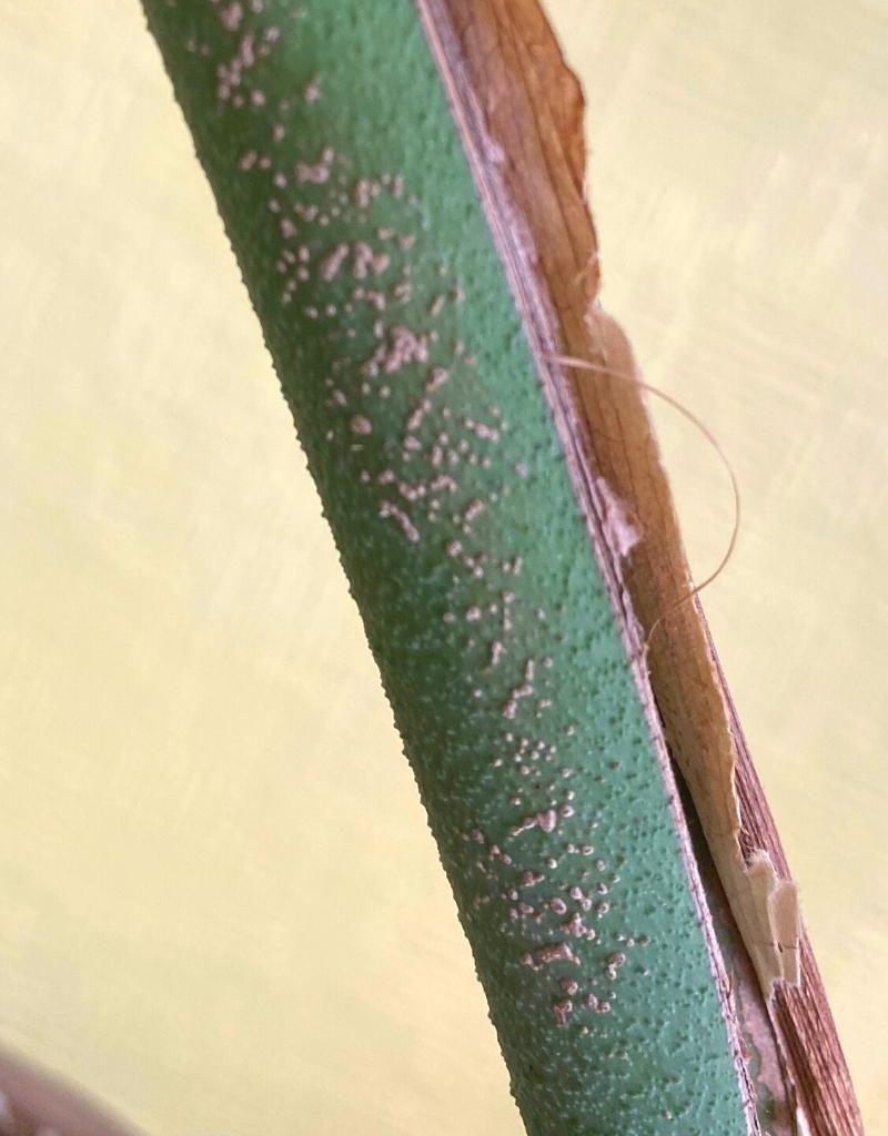 Corking: Here's Why Your Monstera Stem's Brown - Planet Houseplant