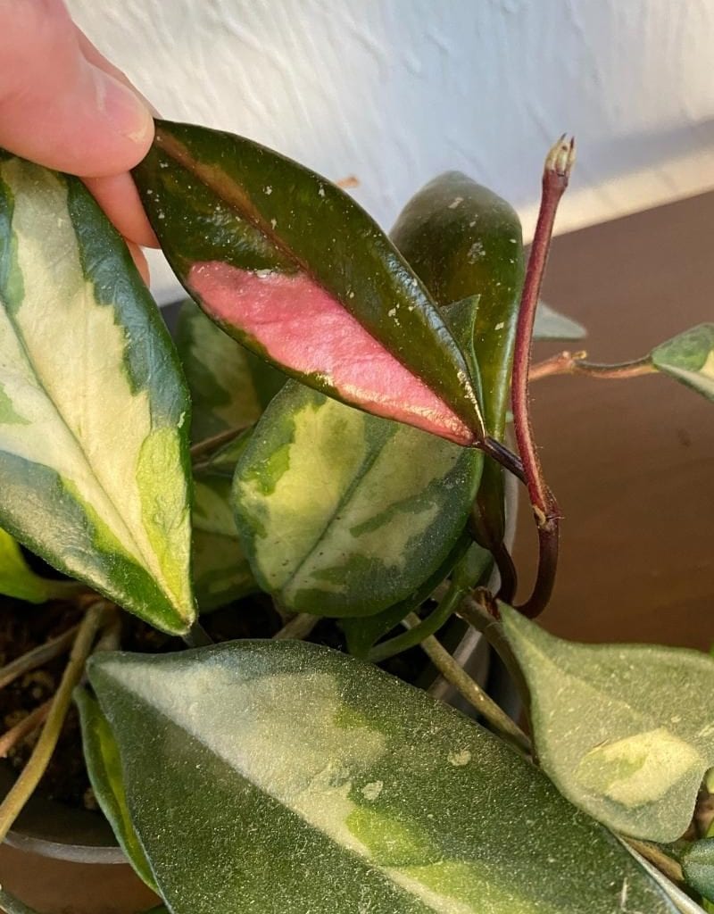 Pink Monstera Are A Scam - Here Are Some Pink Aroid Options - Planet  Houseplant